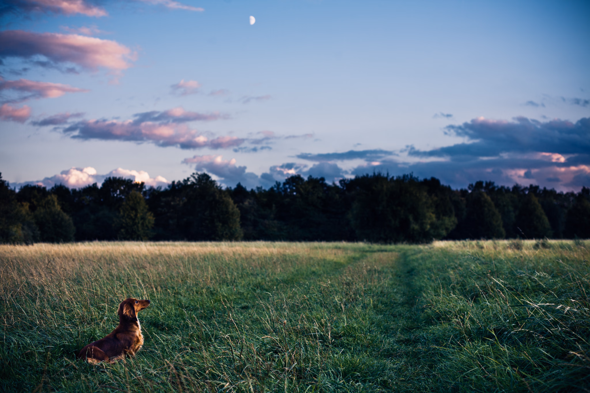 Twilight dachshund (Dusseldorf, Germany)