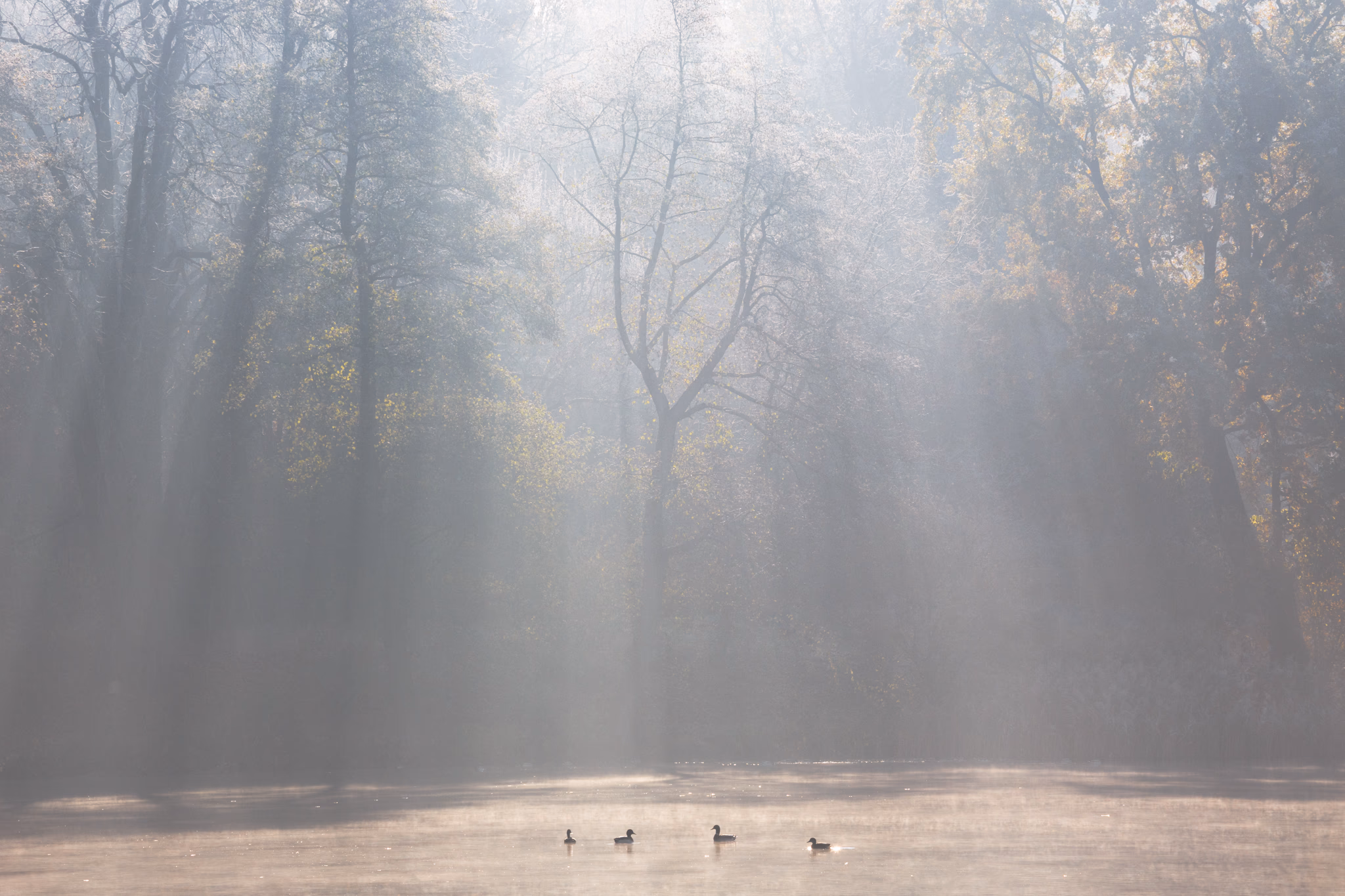 Morning ducks (Berlin, Germany)