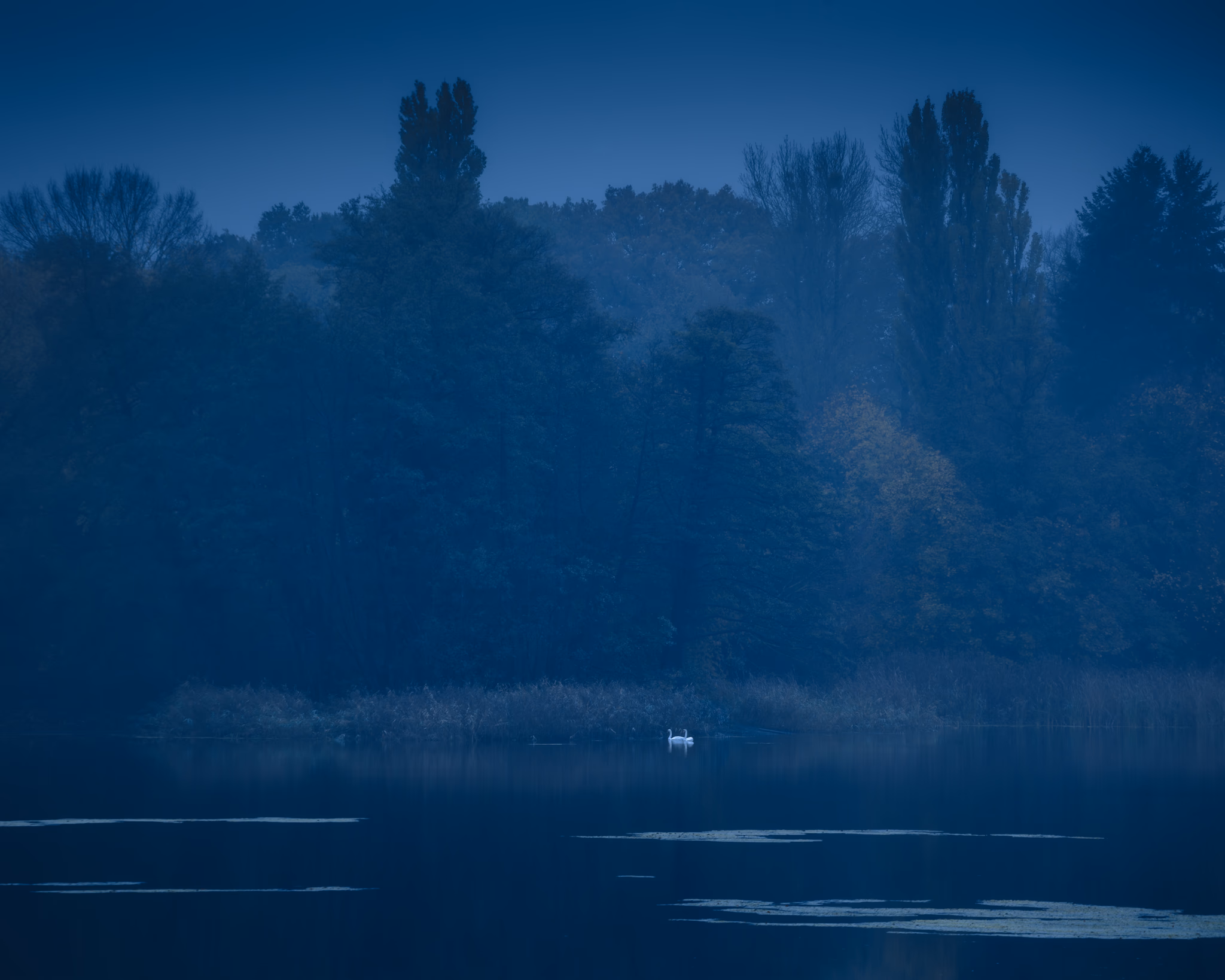 Two swans on a dawn lake (Berlin, Germany)