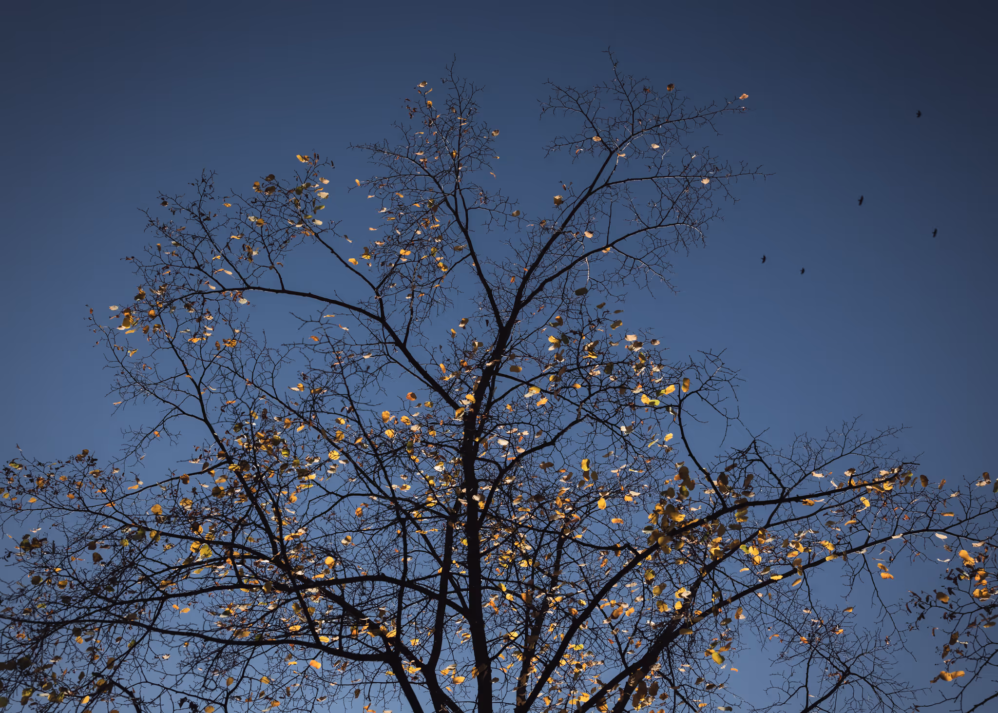 Autumn tree and birds (Berlin, Germany)