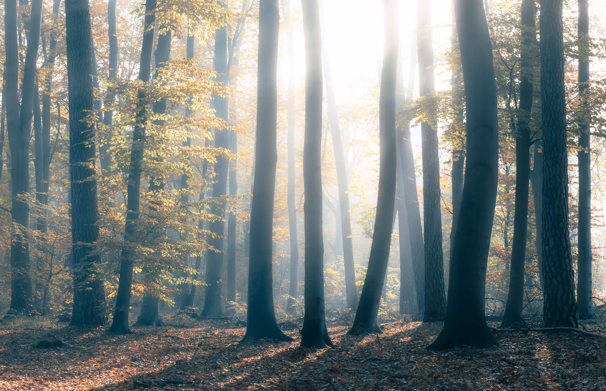 Morning in a forest (Berlin, Germany)