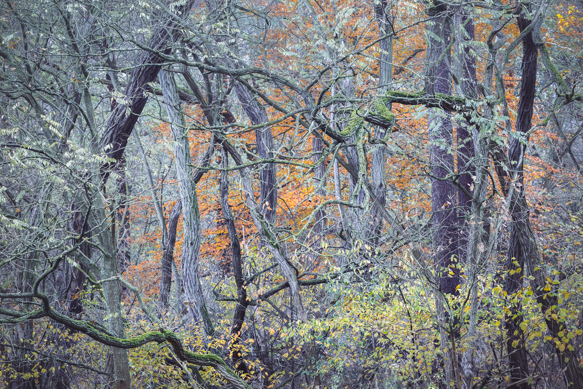 Autumn forest (Berlin, Germany)