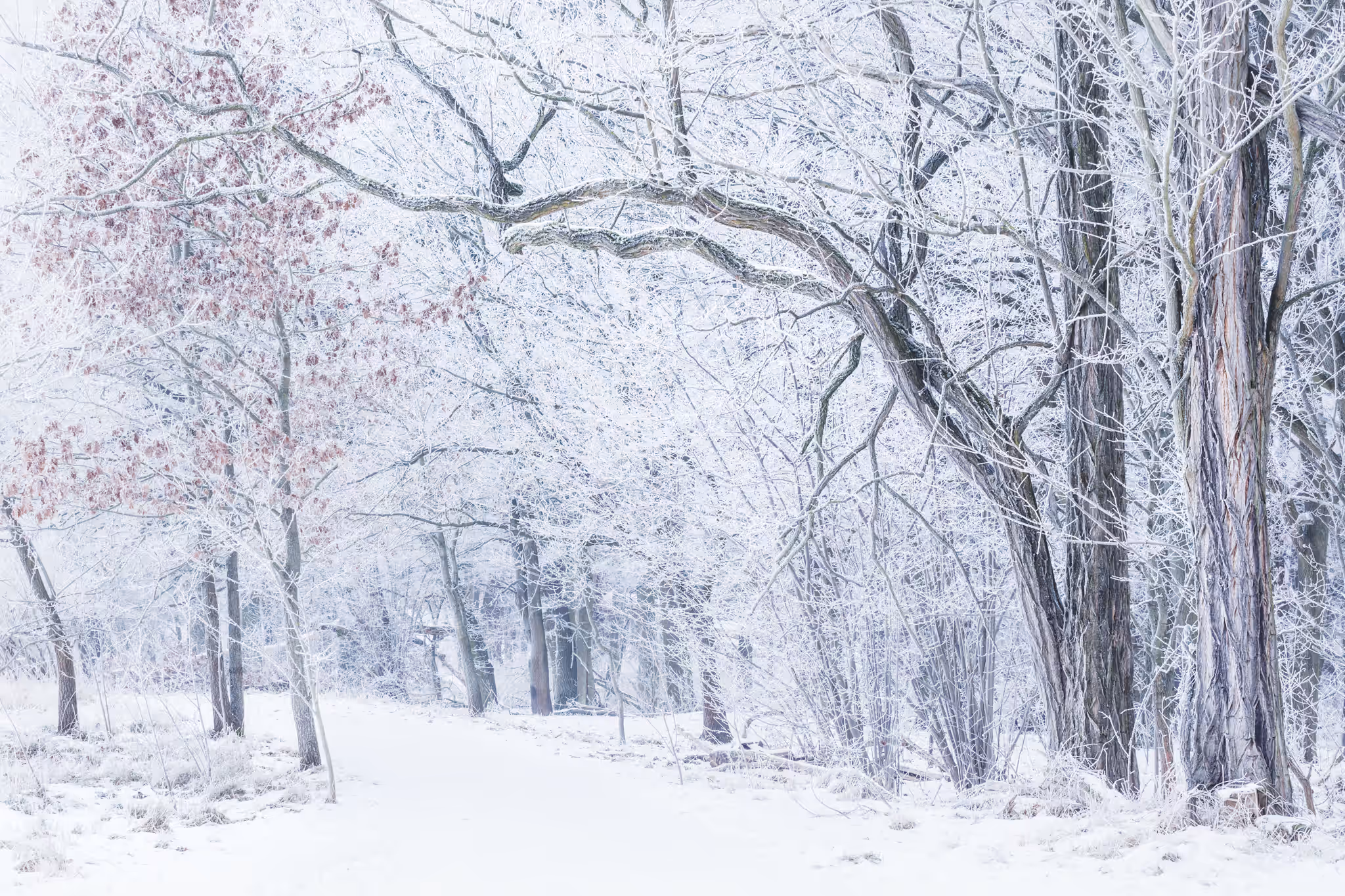 Winter forest (Berlin, Germany)