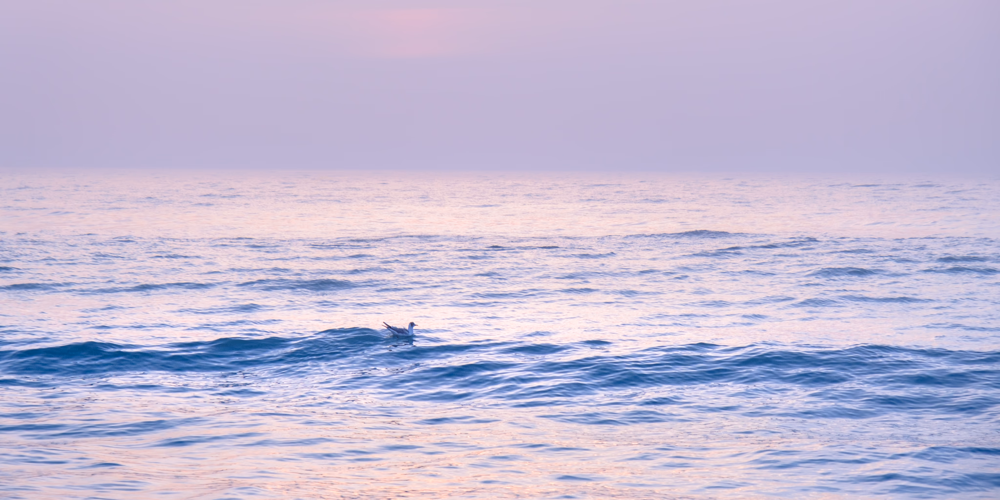 Seagull surfing a wave (Odessa, Ukraine)