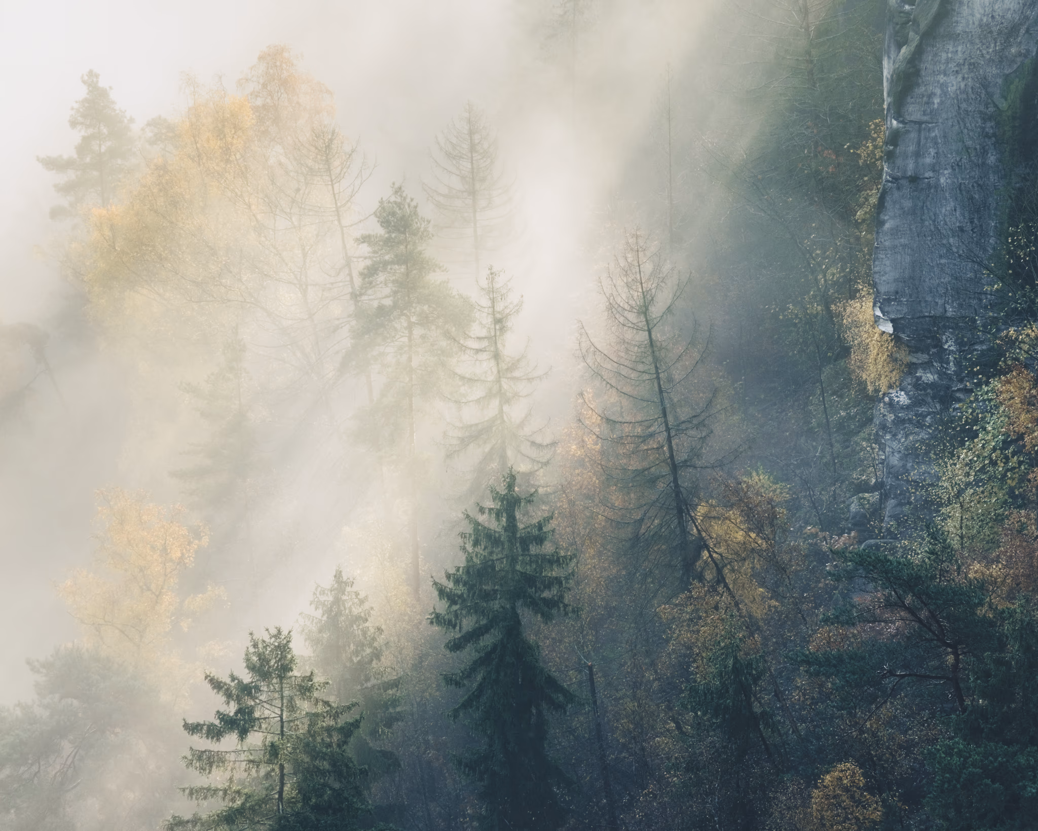 Sun rays shine through foggy forest (Rathen, Germany)