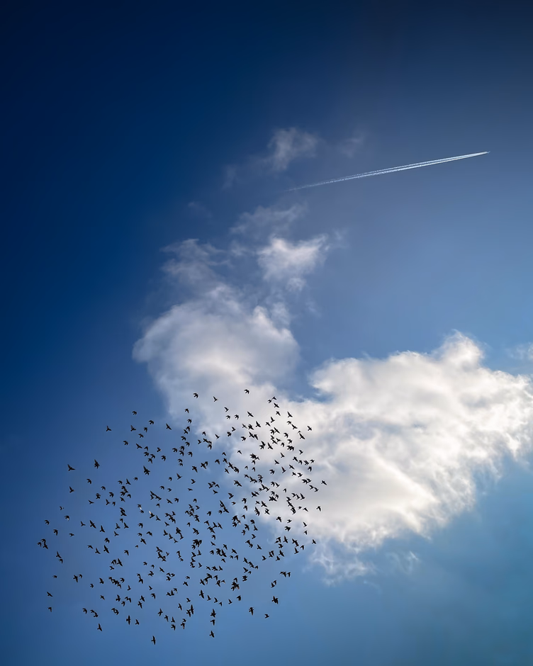 Birds chasing an airplane, Berlin, Germany